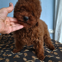 Barboncino Toy 7 mese