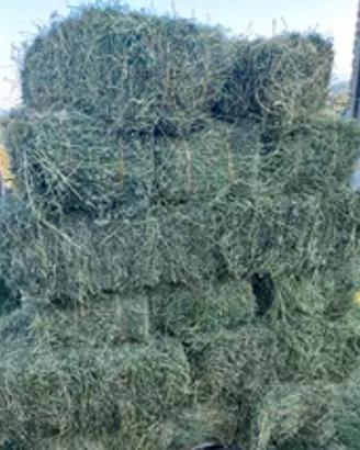 fieno di erba medica