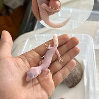 Geco leopardino Diablo Bianco poss Mack/Super Snow