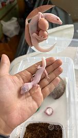 Geco leopardino Diablo Bianco poss Mack/Super Snow