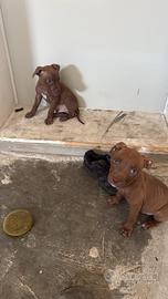 Cuccioli pitbull
