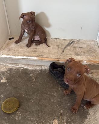 Cuccioli pitbull
