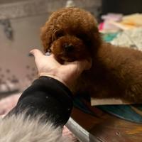 Barboncino nano rosso