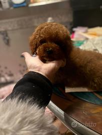 Barboncino nano rosso