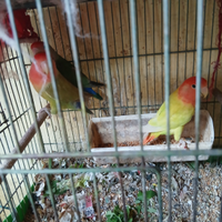 Calopsita più inseparabile