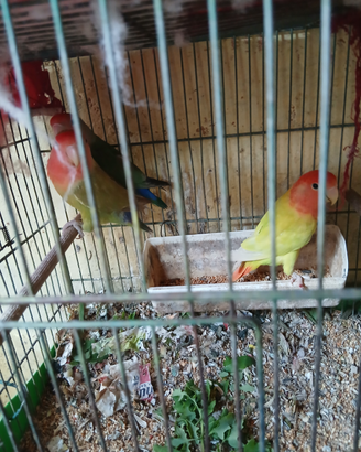 Calopsita più inseparabile