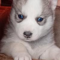 Cuccioli Siberian Husky