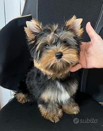 Yorkshire terrier cucciola subito pronta