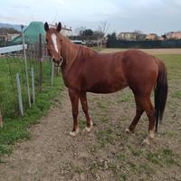 Cavalla
