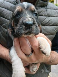 Cuccioli di bassethound
