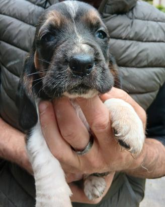 Cuccioli di bassethound