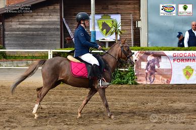 Pony da salto