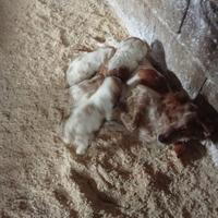 Cuccioli piccoli appena nati,pochi mesi