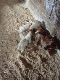 Cuccioli piccoli appena nati,pochi mesi