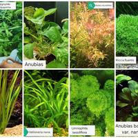 piante per acquario