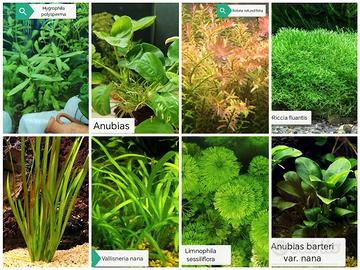 piante per acquario