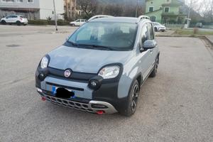 Panda Hybrid cross