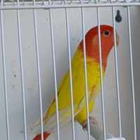 Agapornis Roseicollis NT maggiorati entraa