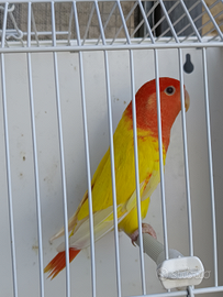 Agapornis Roseicollis NT maggiorati entraa