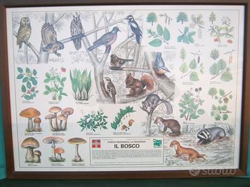 PARCO LA MANDRIA Quadro natura grande stampa