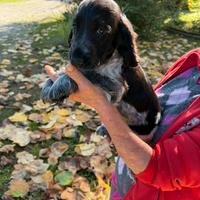 Cuccioli di Cocker Spaniel