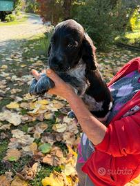 Cuccioli di Cocker Spaniel