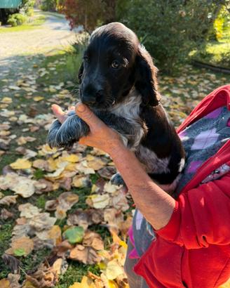 Cuccioli di Cocker Spaniel