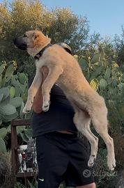 Kangal