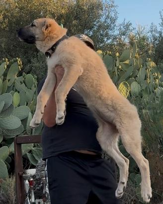 Kangal