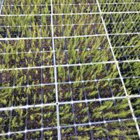 piantine di asparago vari tipi