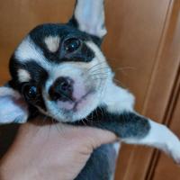 Chihuahua mini