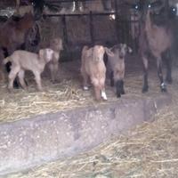 CAPRE ALPINE dò via perche ormai sono vecchiotto