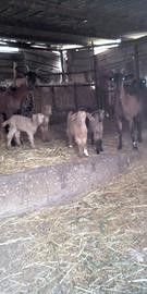 CAPRE ALPINE dò via perche ormai sono vecchiotto