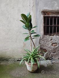 Piante Ficus elastica "Robusta"
