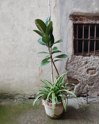 Piante Ficus elastica "Robusta"