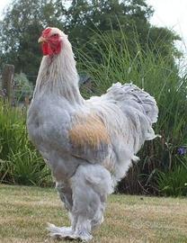 Gallo brama colore isabella