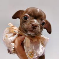 Chihuahua cucciole pedigree enci