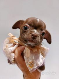 Chihuahua cucciole pedigree enci