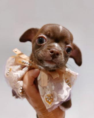 Chihuahua cucciole pedigree enci