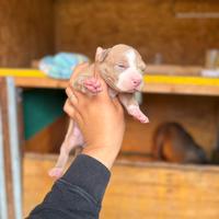 American pitbull terrier