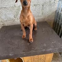 Cuccioli di Pinscher Tedesco