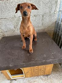 Cuccioli di Pinscher Tedesco