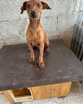 Cuccioli di Pinscher Tedesco