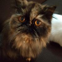 Persiana femmina per accoppiamento