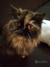 Persiana femmina per accoppiamento