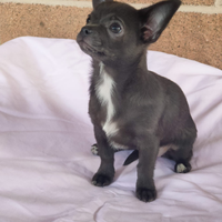 Cuccioli Chihuahua