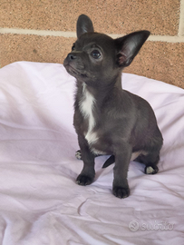 Cuccioli Chihuahua