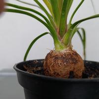 Pianta "mangiafumo" (Beaucarnea)