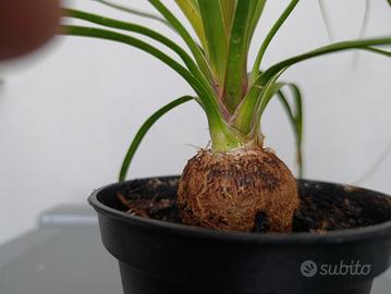 Pianta "mangiafumo" (Beaucarnea)