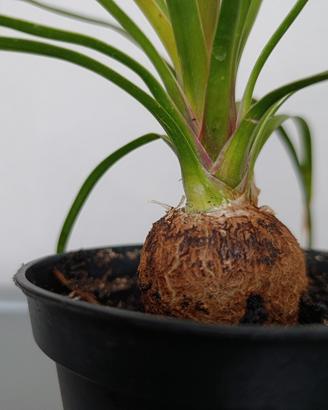 Pianta "mangiafumo" (Beaucarnea)